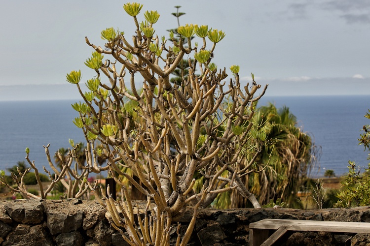 Tabaiba (Pflanze) auf dem Gelände der Finca