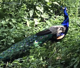 Bauernhof Käbschütztal