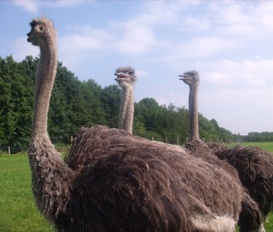 Ferienwohnung Großheide-Westermoordorf