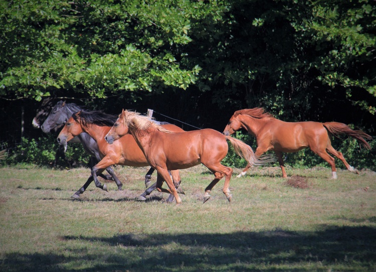 Action auf der Pferdekoppel