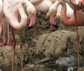 Ferienwohnung San Pedro del Pinatar