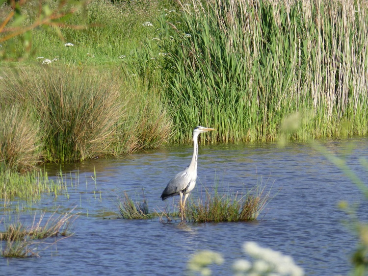 Reiher im Lac des Morinière