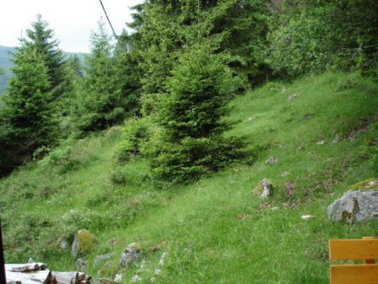 Hutte Schluchsee Blasiwald Baden Wurttemberg Romantische Hutte Im Schwarzwald Zu Vermieten Ferienwohnung Ferienhauser Ferienwohnungen Urlaub Auf Dem Bauernhof Privat