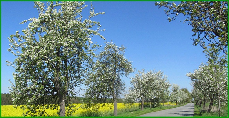 Birnbaumallee, die Sie auf der Fahrt zu uns passieren