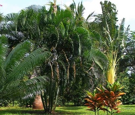 Ferienhaus Diani Beach