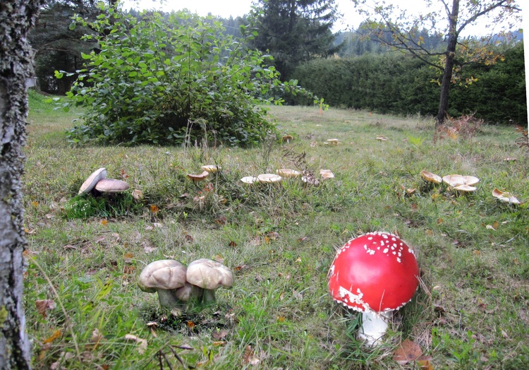 Sommer innerhalb des Areals