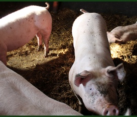 Ferienwohnung Kirchlinteln