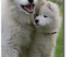 Ferienwohnung Garding