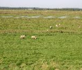 Ferienwohnung Tönning-Olversum