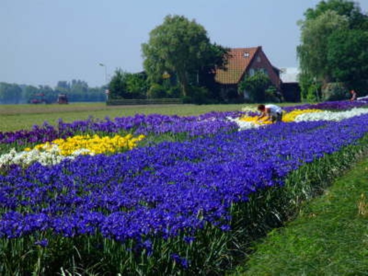 Blumenfelder im April und Mai