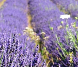 Ferienwohnung Naturpark Vercors- Drôme  Gigors
