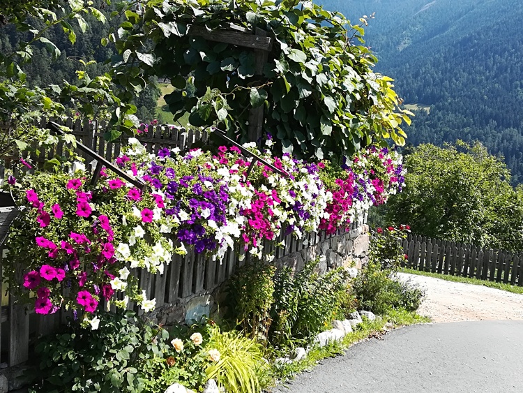 Meine stolze Blumenpracht