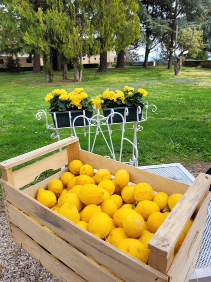 Zitronen