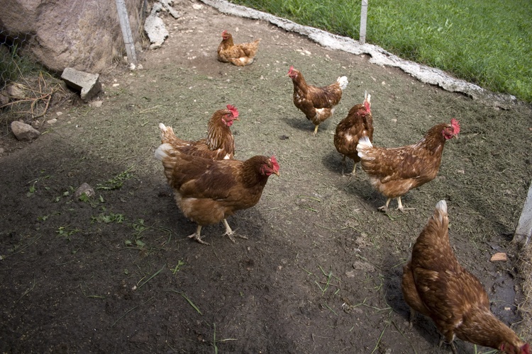 Unsere fleißigen Hühner
