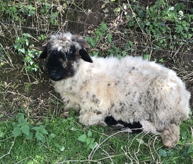Bauernhof Käbschütztal