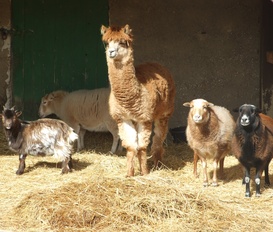 Ferienwohnung Dargun