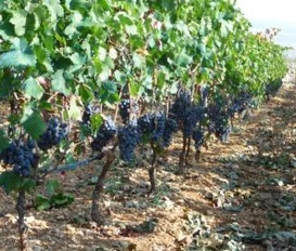 Ferienwohnung Sibenik