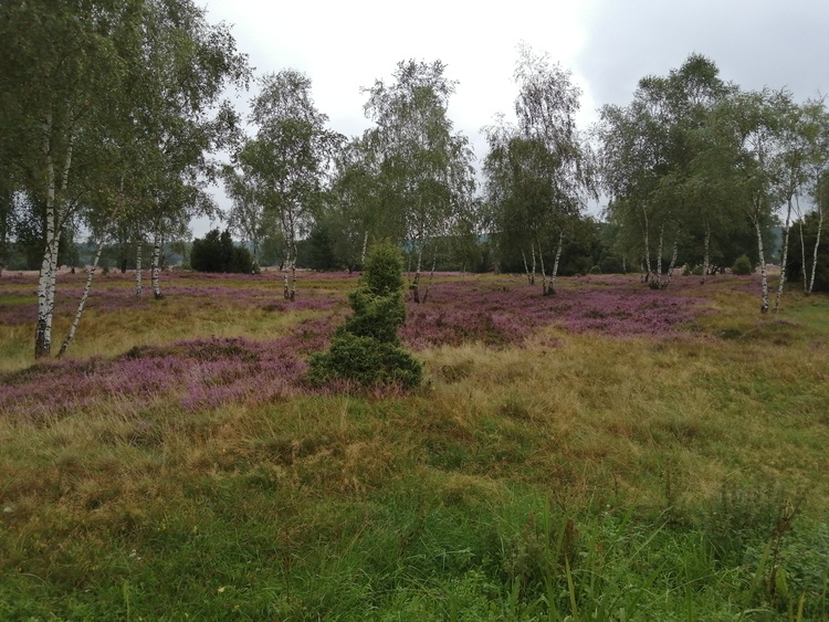 Heidelandschaft