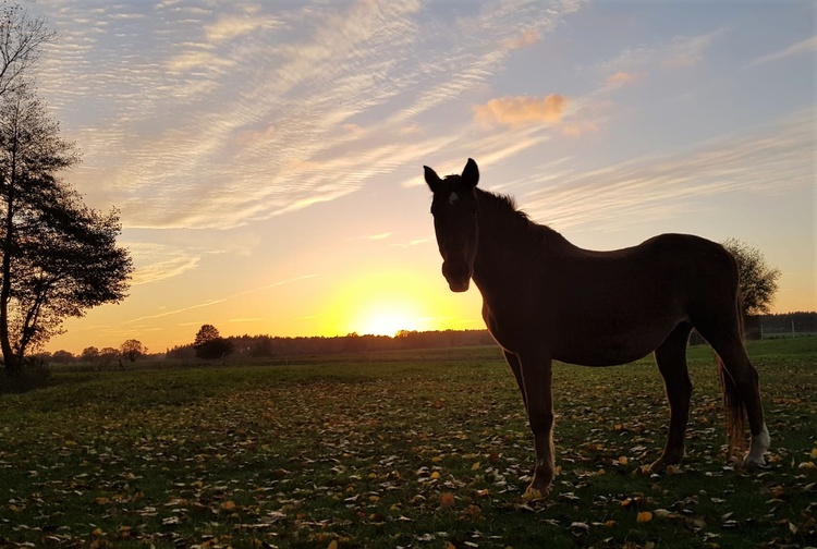 Sonnenuntergang hinterm Haus