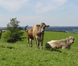 Bauernhof Altusried/Frauenzell