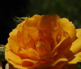 Ferienwohnung Mottingeramt