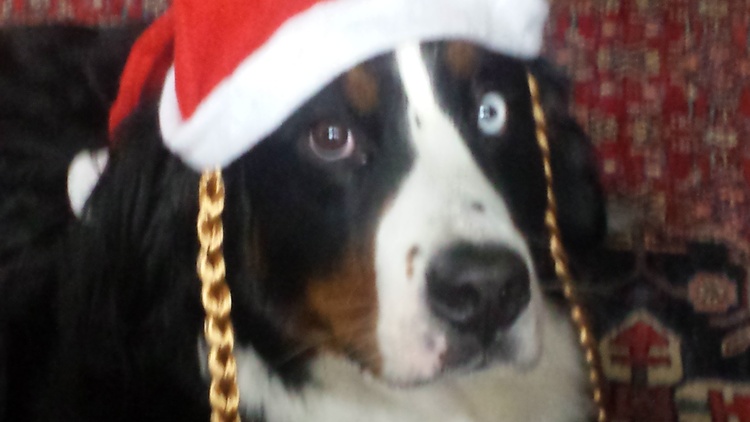 Paula verbreitet an Weihnachten gute Laune..