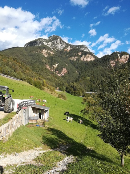 Unsere Kühe auf der Weide, hinten unser Hausberg der Tschafon