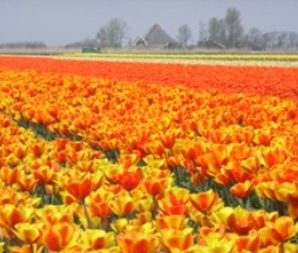 Ferienhaus Julianadorp aan Zee