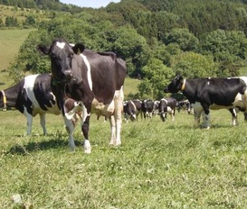 Ferienhaus Willingen