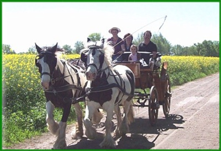 Kutschfahrt mit unseren Pferden durch die Mecklenburger Landschaft