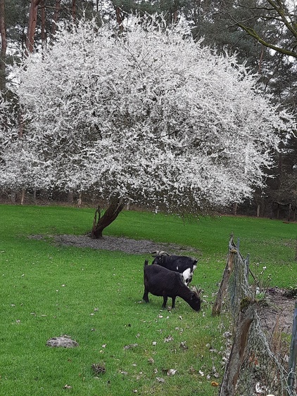 Ziegen bei der blühenden Mirabelle