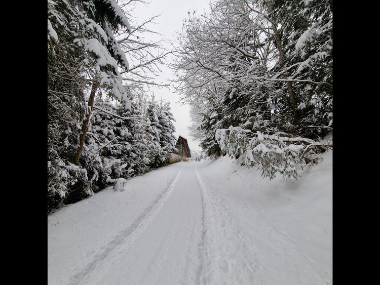 Winterspaziergänge mit Hund