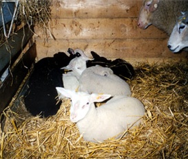 Bauernhof Tetenbüll