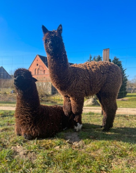 Alpakas vor dem Haus