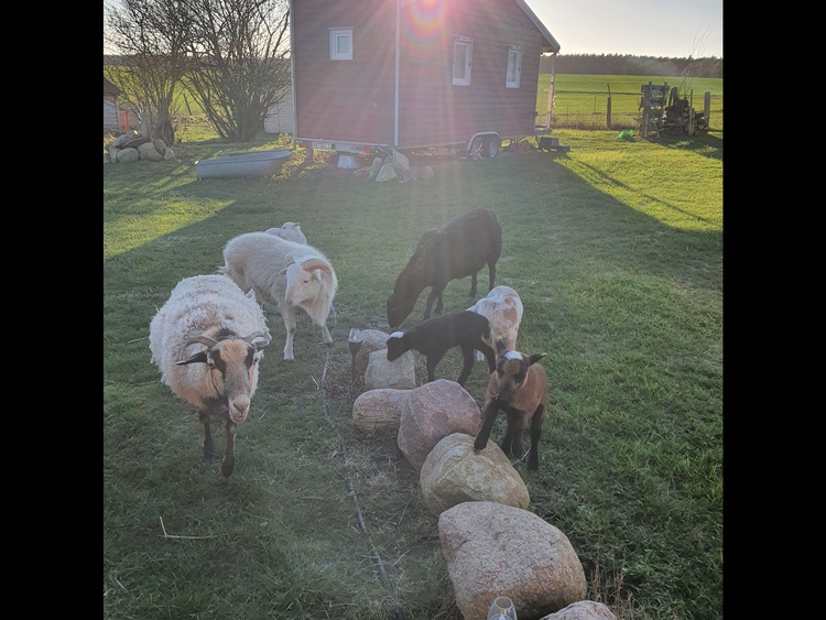 Tiny House und Schafe