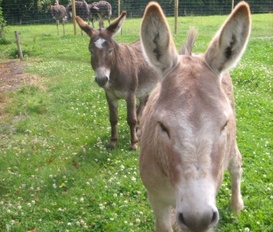 Ferienwohnung Großheide-Westermoordorf