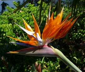 Bungalow La Victoria