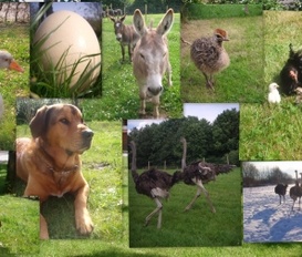 Holiday Apartment Großheide-Westermoordorf