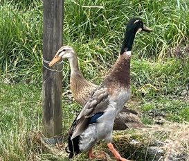 Bauernhof Käbschütztal
