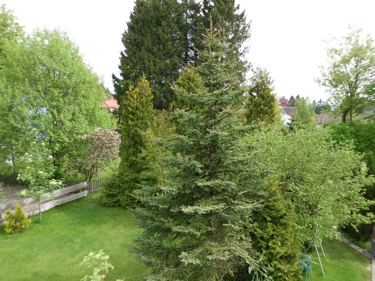 Blick in den Garten