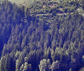 Ferienwohnung Baiersbronn-Mitteltal