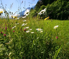 Ferienwohnung Nikolsdorf