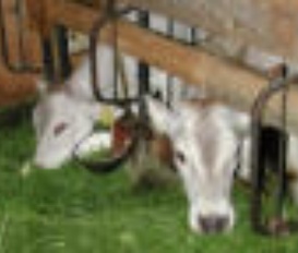 Bauernhof Altusried/Frauenzell