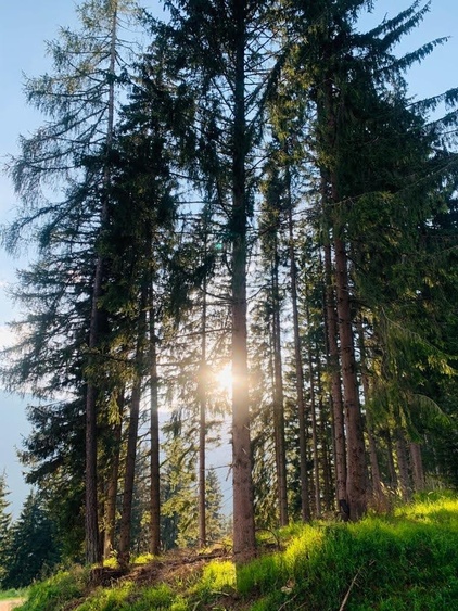 Sommerspaziergänge durch den Wald vom Haus weg