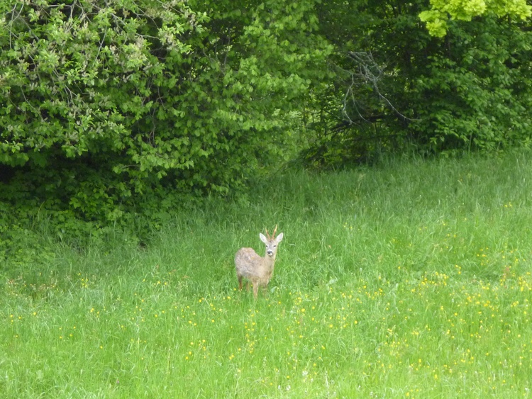 Ruhige Lage - Rehe direkt hinter dem Haus