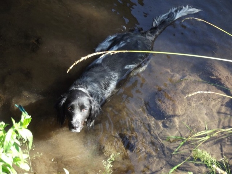 Nahegelegener Bach mit Bademöglichkeit für Hunde
