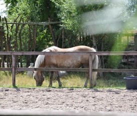 Gästezimmer Wiek - OT Lüttkevitz