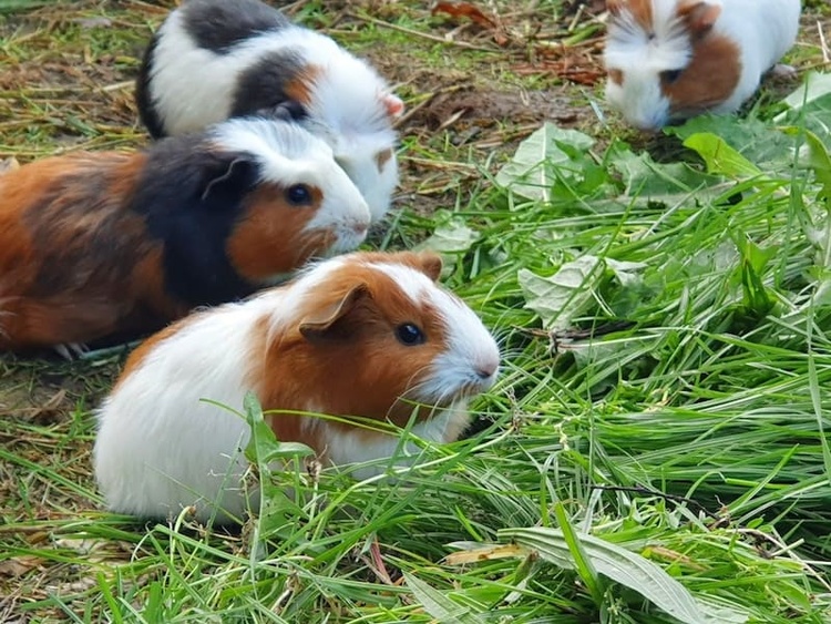 Unsere Meerschweinchen