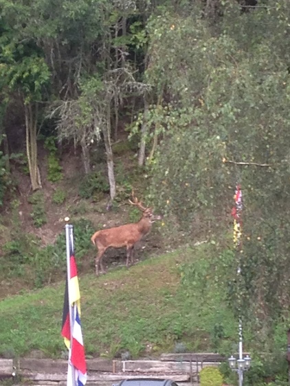 Ein tierischer Besuch vor dem Haus