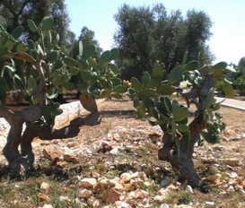 Ferienhaus San Vito dei Normanni